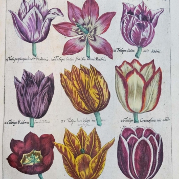 E. Sweertius - Florilegium Amplissimum et selectissimum, quo non, tantum varia diversorum florum praestantissimorum et nunquam antea exhibitorum genera,